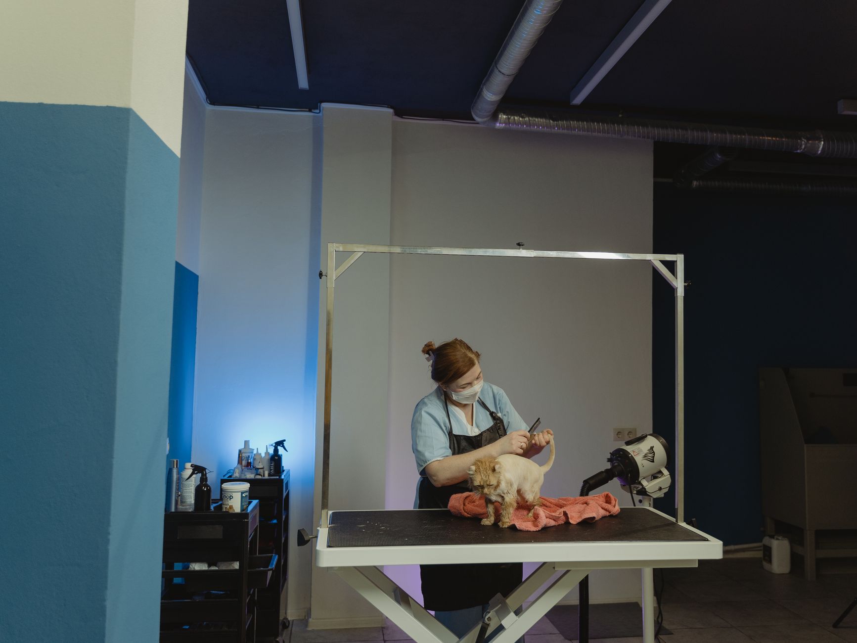 Online Marketing for Dog Grooming in Clunes: AI-Powered Growth