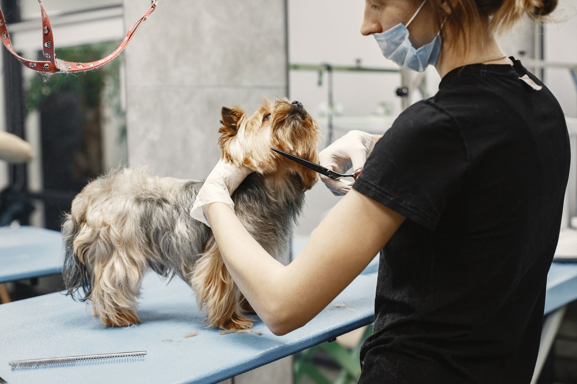 Pet Grooming Salon Website Design: AI-Powered Marketing Guide