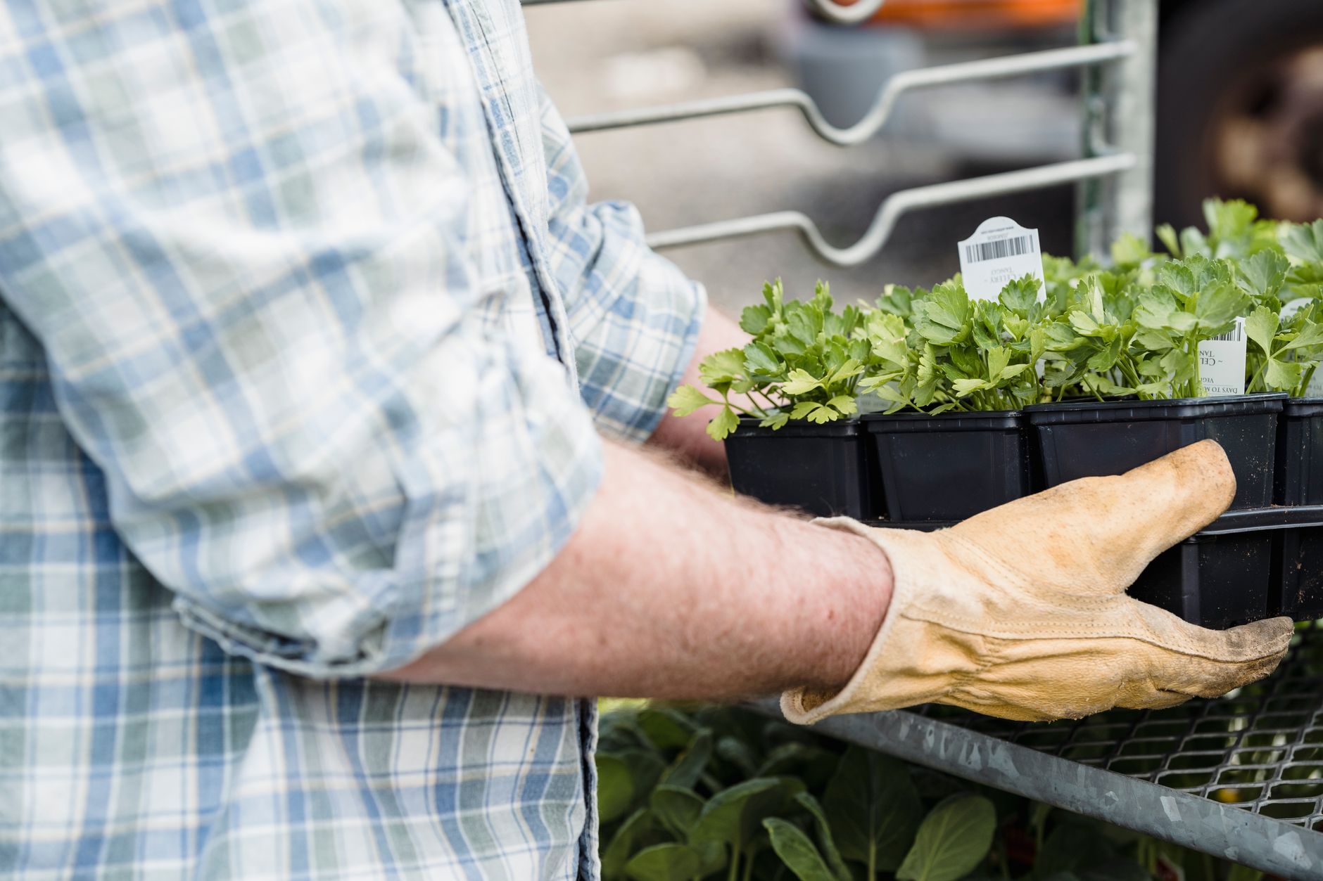 Online Stores for Plant Nursery Businesses in Ballarat