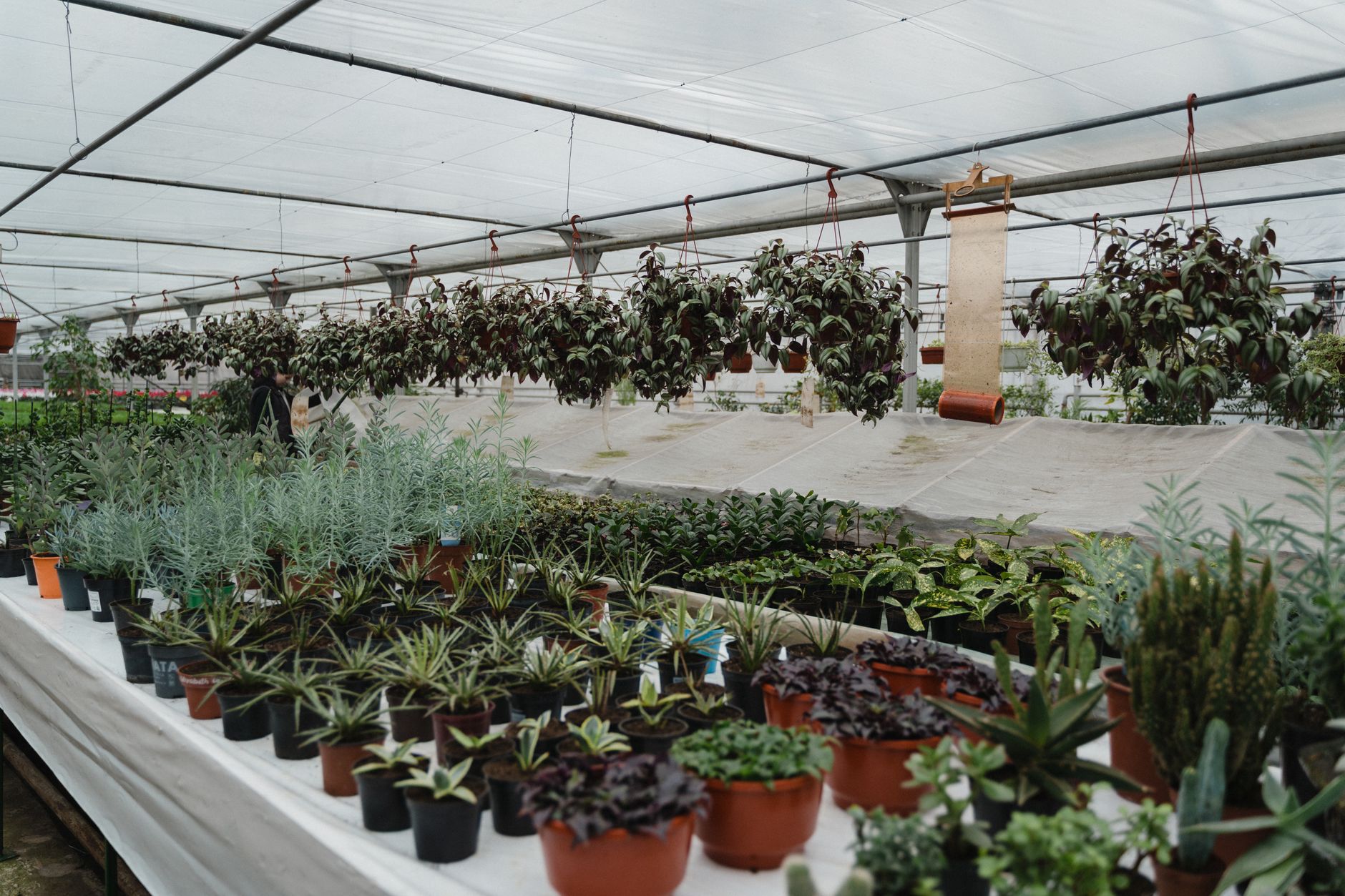 5 Reasons Plant Nurseries in Ballarat Need E-commerce in 2026